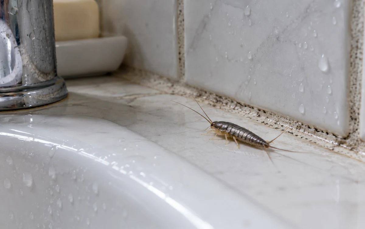Banyo ve Fayanslarda Gezinme